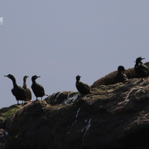 Silhouettes of six birds perched on a rocky surface against a gray sky.