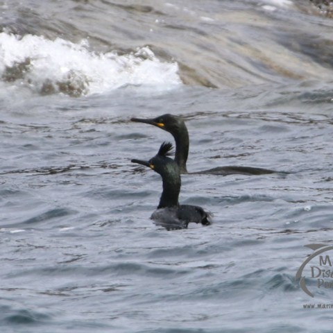 Two cormorants swimming in choppy water near rocks.