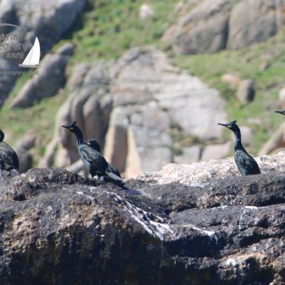 Four cormorants perched on rocky outcrop with blurred rocky background.