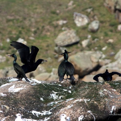 Group of birds on a rocky surface with grass and rocks in the background.