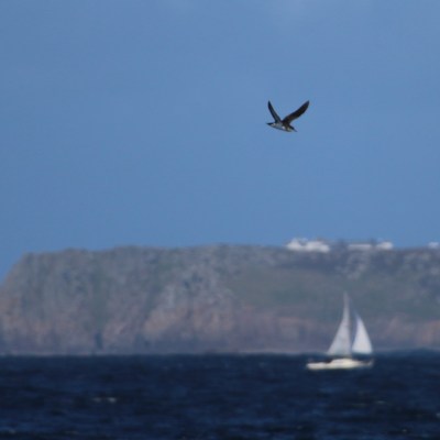Bird flying over ocean with sailboat and distant cliffs in background.