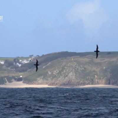 Two seabirds flying over the ocean with cliffs and a sandy shore in the background.