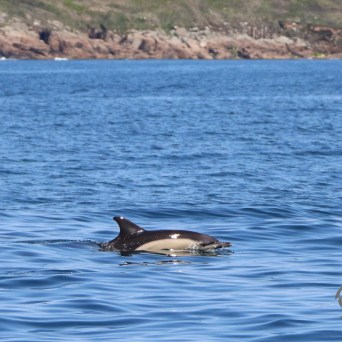 Dolphin swimming near a rocky shoreline under a clear blue sky.