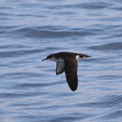 Bird flying over the ocean with rippling water below.