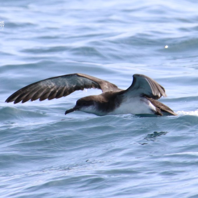 A seabird skimming over ocean waves with wings outstretched.