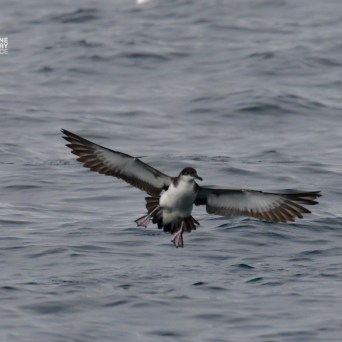 Seabird flying low over rippling ocean waves.