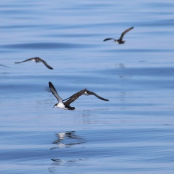 Several birds flying over calm blue water.