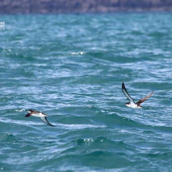Two birds flying over a rippling blue ocean.