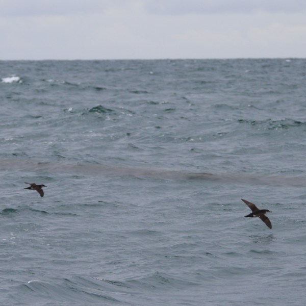 Two birds flying low over a wavy ocean under a cloudy sky.