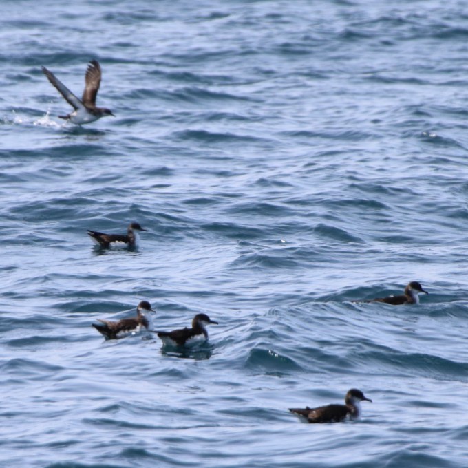 Group of seabirds floating on ocean waves.