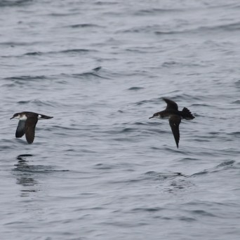 Three birds flying over a gray ocean surface.