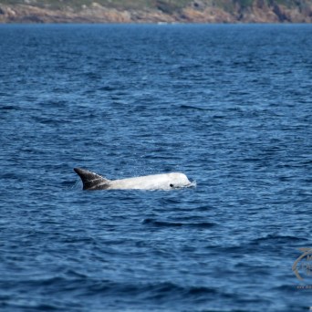 Risso's dolphin partially surfacing in the ocean near rocky coastline.