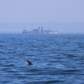 Dolphin fin above water with ship in the hazy distance.
