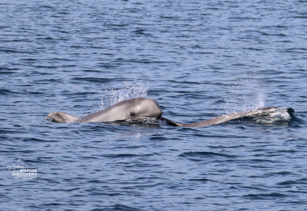 Two dolphins swimming near the water surface in the ocean.