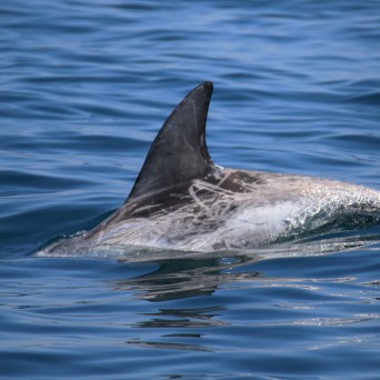 Dolphin fin emerging from calm ocean water.