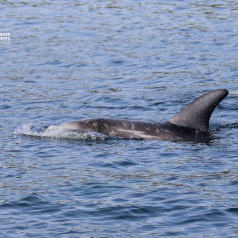 Dolphin swimming near the water's surface with fin visible.