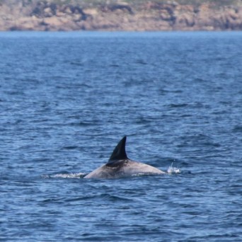 Dolphin fin breaking the surface of the water near a rocky coastline.