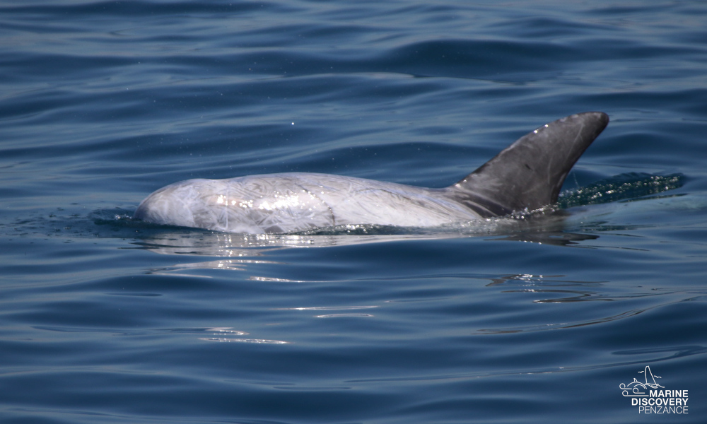 Dolphin fin above water in the ocean.