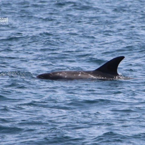 A dolphin fin visible above the water in the ocean.