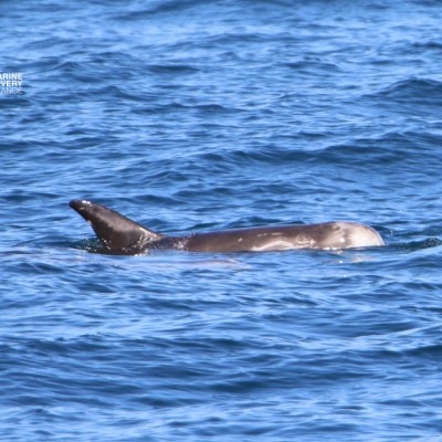 Marine animal partially submerged in blue ocean water.