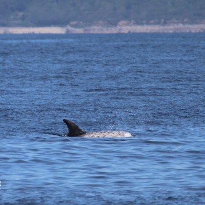 Dolphin fin visible above sea water near a distant shore.