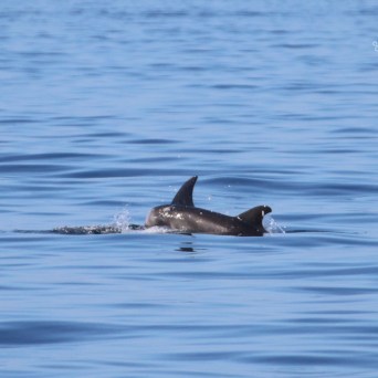 Two dolphins swimming in the ocean with calm water and ripples.