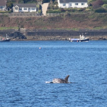 Dolphin fin above water near a coastal town with fishing boats.
