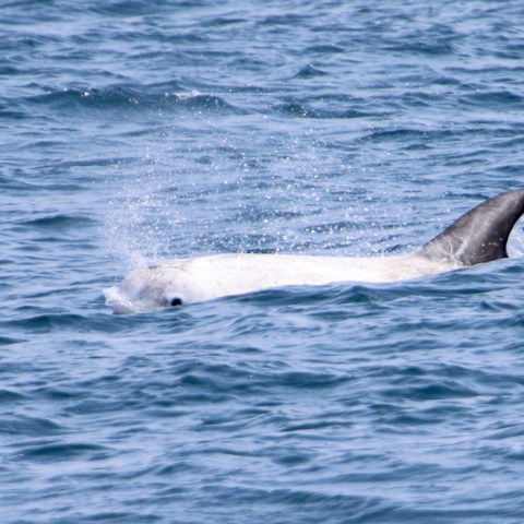 A partially submerged whale swimming in the ocean.