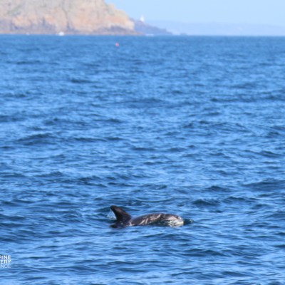 Dolphin fin visible above ocean surface near a distant coastline.
