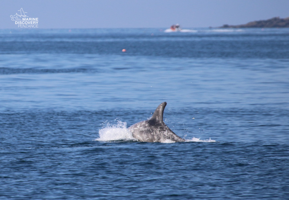 Dolphin fin above water in the ocean with distant boat.