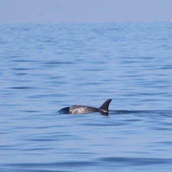 A dolphin swims in the calm ocean under a clear sky.
