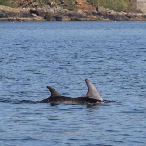 Two dolphins swimming near rocky shore in open water.