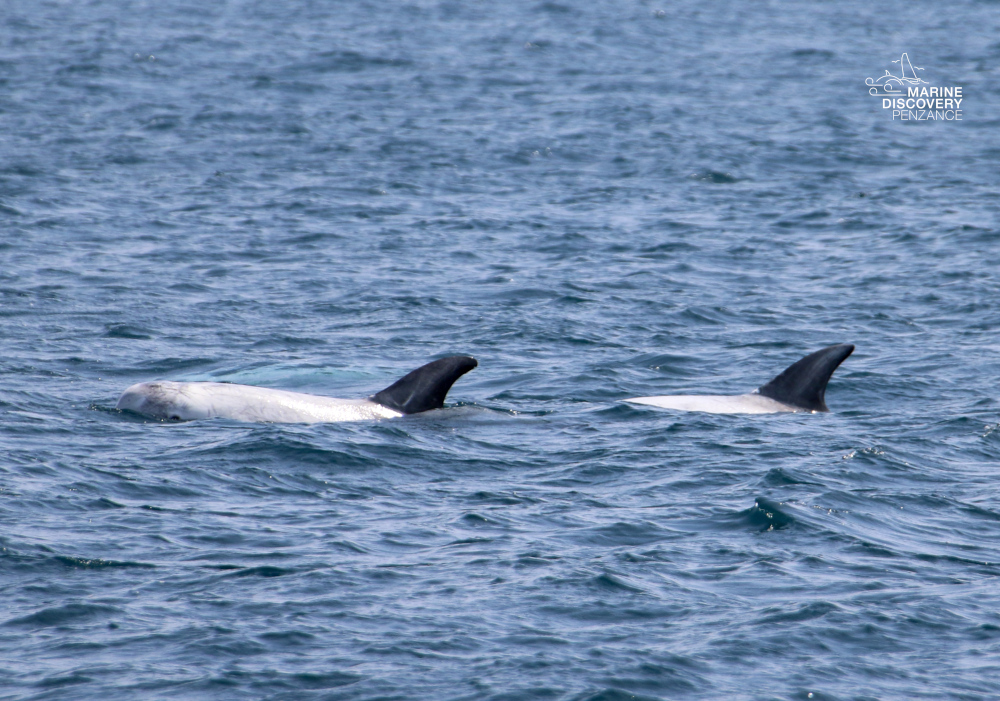 Two dolphins swimming in the ocean with dorsal fins visible.