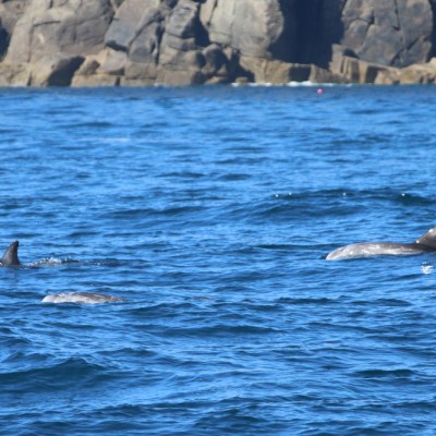 Dolphins swimming near rocky shoreline in clear blue water.