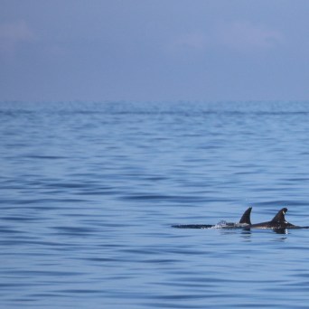 Two dolphins in calm sea with a sailboat in the distance.