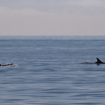 Two dolphins swim in calm ocean waters under a clear sky.