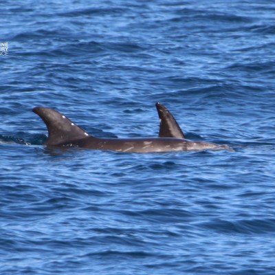 Two dolphin dorsal fins visible above the ocean surface.