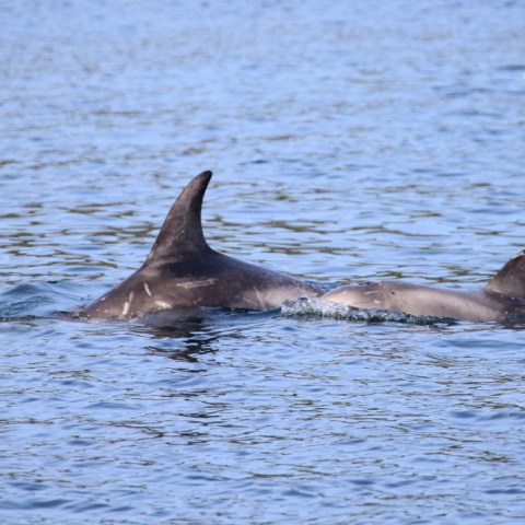 Two dolphins swimming side by side in the ocean.