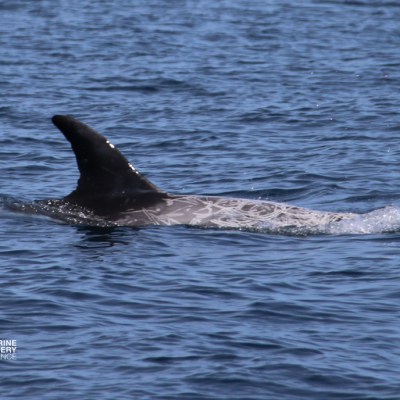 Dolphin dorsal fin above water surface in the ocean.