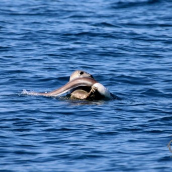 Seal holding octopus in its mouth while swimming in the ocean.
