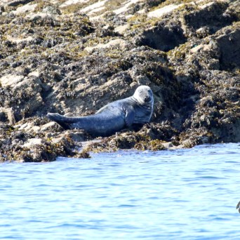 Seal resting on rocky shore near the water.