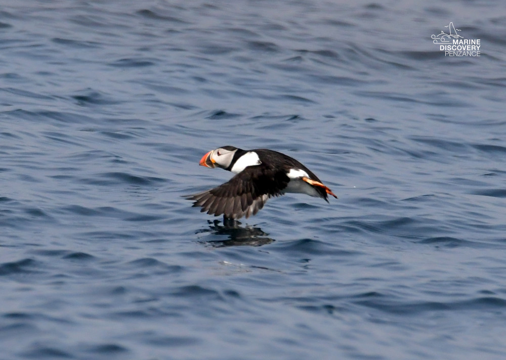Puffin flying low over the ocean surface.