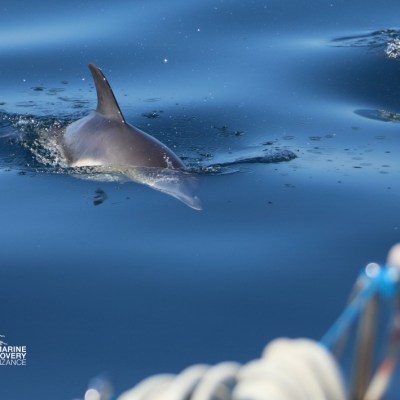 Dolphin partially emerging from the water near a boat.
