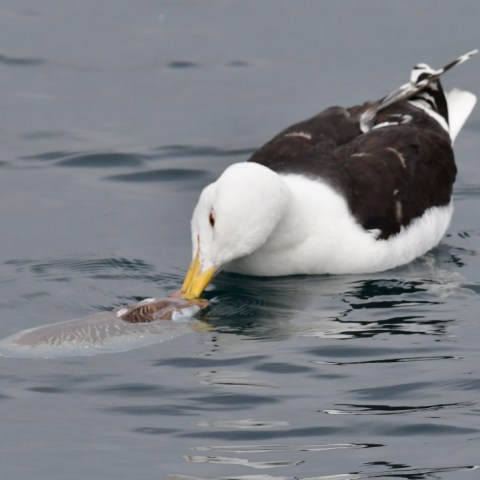 Seagull pecking at a fish in calm water.