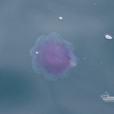 Purple jellyfish floating in calm blue water.
