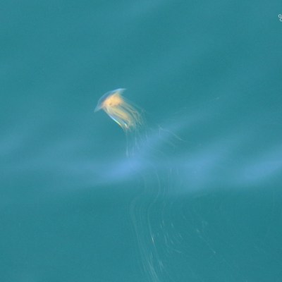 Blurry image of a jellyfish in turquoise water with faint tentacles.