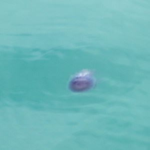 Blurry image of a jellyfish in greenish-blue water.