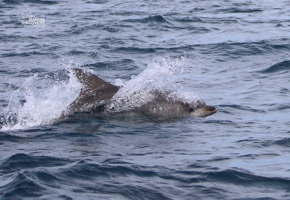 Dolphin swimming in open sea with water splashing around.