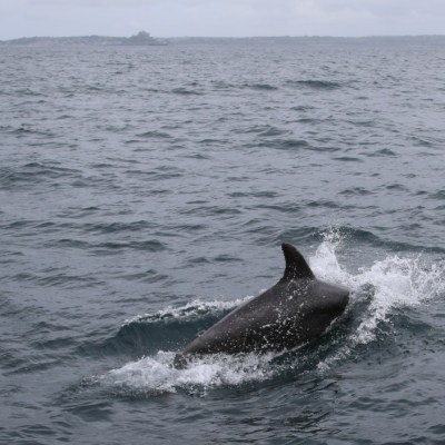 Dolphin swimming in the ocean with a visible dorsal fin breaking the water's surface.