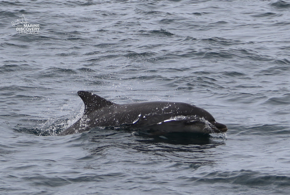 Dolphin swimming near the ocean surface on a cloudy day.